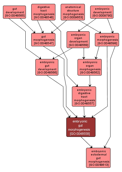 GO:0048558 - embryonic gut morphogenesis (interactive image map)