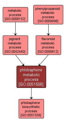 GO:0051558 - phlobaphene metabolic process (interactive image map)