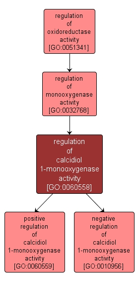 GO:0060558 - regulation of calcidiol 1-monooxygenase activity (interactive image map)
