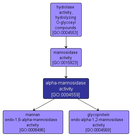 GO:0004559 - alpha-mannosidase activity (interactive image map)