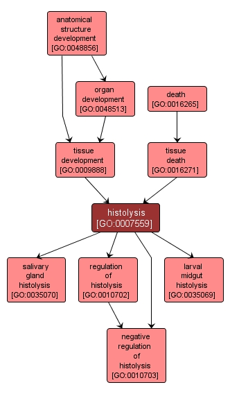 GO:0007559 - histolysis (interactive image map)