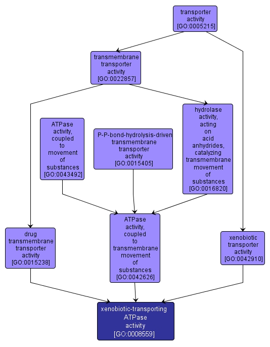 GO:0008559 - xenobiotic-transporting ATPase activity (interactive image map)
