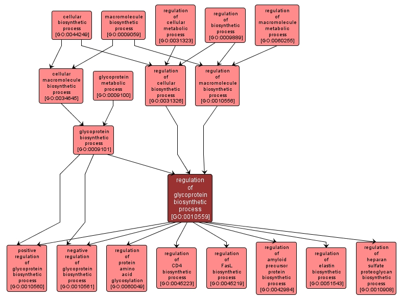 GO:0010559 - regulation of glycoprotein biosynthetic process (interactive image map)