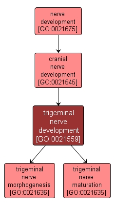 GO:0021559 - trigeminal nerve development (interactive image map)