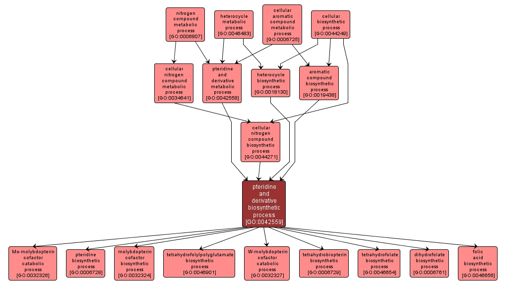 GO:0042559 - pteridine and derivative biosynthetic process (interactive image map)