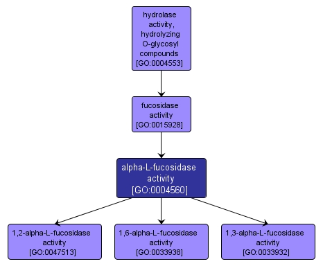 GO:0004560 - alpha-L-fucosidase activity (interactive image map)