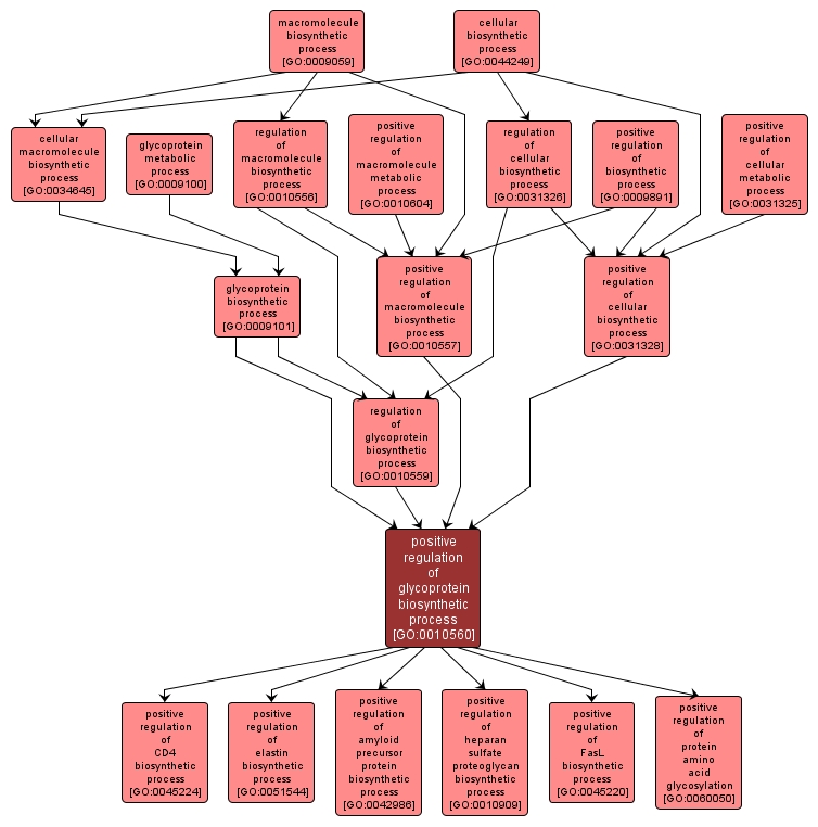 GO:0010560 - positive regulation of glycoprotein biosynthetic process (interactive image map)