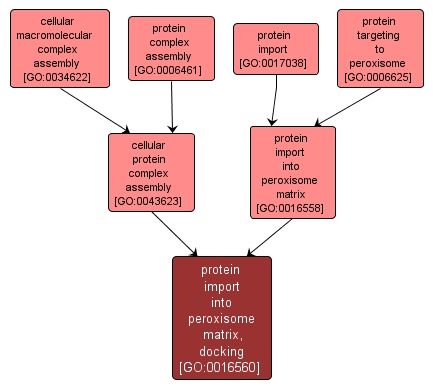 GO:0016560 - protein import into peroxisome matrix, docking (interactive image map)