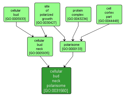 GO:0031560 - cellular bud neck polarisome (interactive image map)