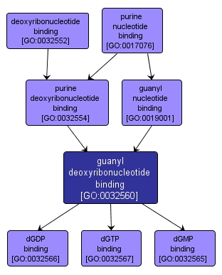 GO:0032560 - guanyl deoxyribonucleotide binding (interactive image map)
