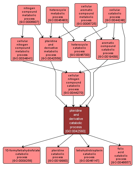 GO:0042560 - pteridine and derivative catabolic process (interactive image map)