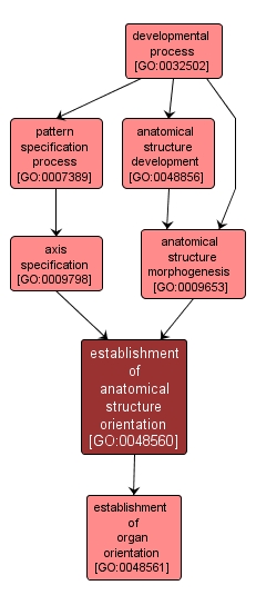 GO:0048560 - establishment of anatomical structure orientation (interactive image map)