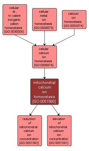 GO:0051560 - mitochondrial calcium ion homeostasis (interactive image map)