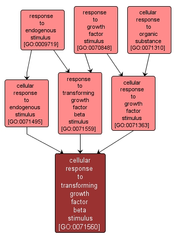 GO:0071560 - cellular response to transforming growth factor beta stimulus (interactive image map)