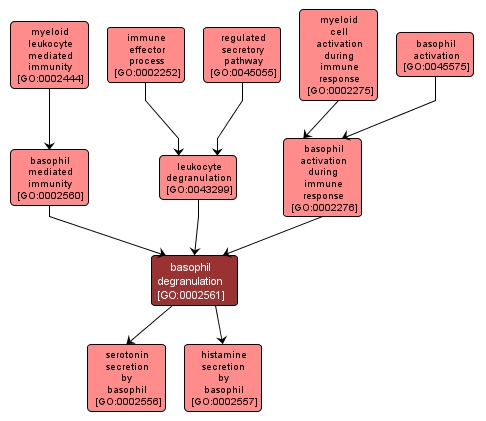 GO:0002561 - basophil degranulation (interactive image map)