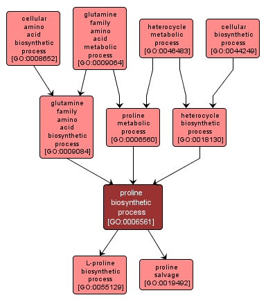 GO:0006561 - proline biosynthetic process (interactive image map)