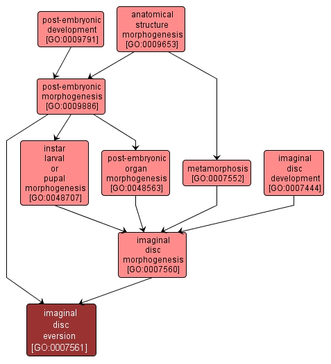 GO:0007561 - imaginal disc eversion (interactive image map)