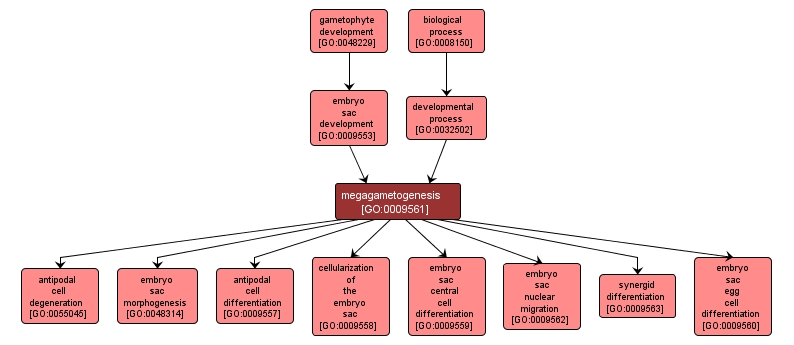 GO:0009561 - megagametogenesis (interactive image map)