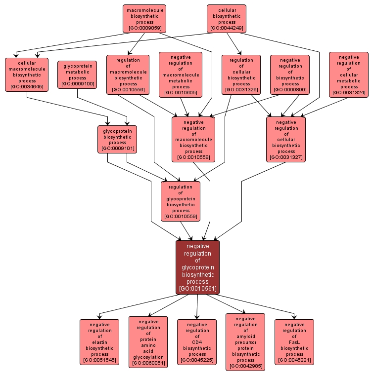 GO:0010561 - negative regulation of glycoprotein biosynthetic process (interactive image map)