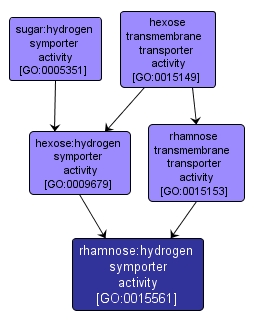 GO:0015561 - rhamnose:hydrogen symporter activity (interactive image map)