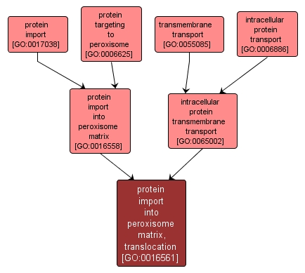 GO:0016561 - protein import into peroxisome matrix, translocation (interactive image map)