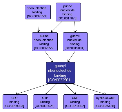 GO:0032561 - guanyl ribonucleotide binding (interactive image map)