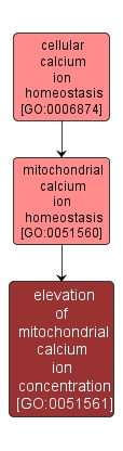 GO:0051561 - elevation of mitochondrial calcium ion concentration (interactive image map)