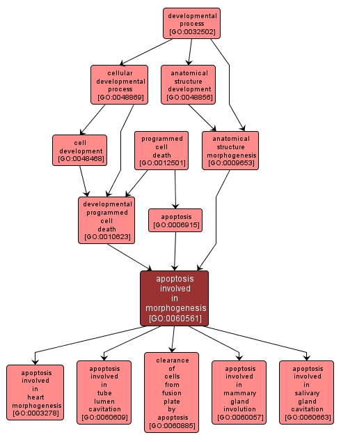 GO:0060561 - apoptosis involved in morphogenesis (interactive image map)