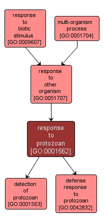 GO:0001562 - response to protozoan (interactive image map)