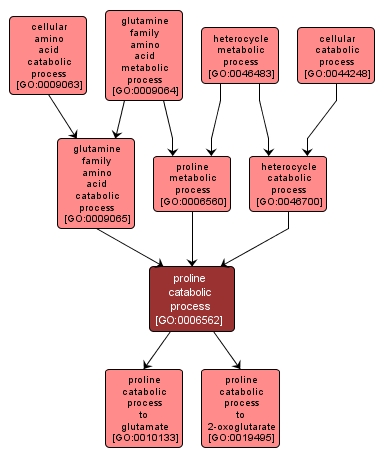 GO:0006562 - proline catabolic process (interactive image map)