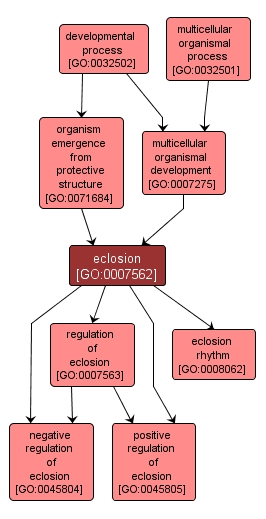 GO:0007562 - eclosion (interactive image map)