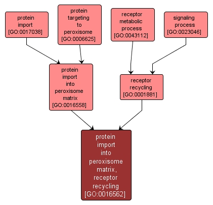 GO:0016562 - protein import into peroxisome matrix, receptor recycling (interactive image map)