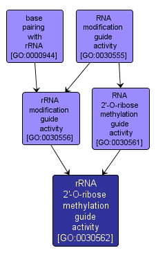 GO:0030562 - rRNA 2'-O-ribose methylation guide activity (interactive image map)