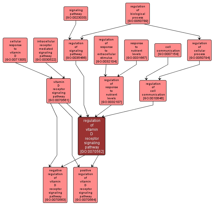 GO:0070562 - regulation of vitamin D receptor signaling pathway (interactive image map)