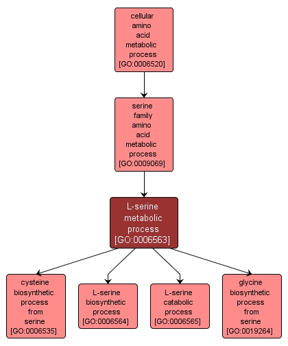 GO:0006563 - L-serine metabolic process (interactive image map)