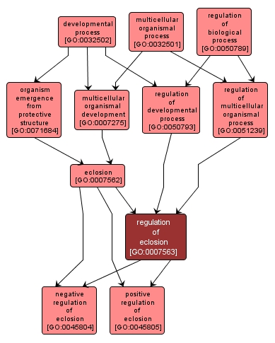 GO:0007563 - regulation of eclosion (interactive image map)