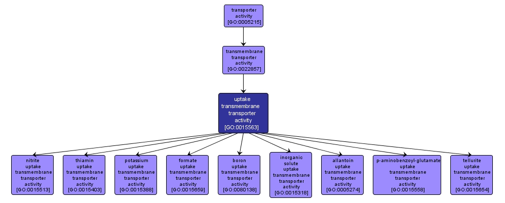 GO:0015563 - uptake transmembrane transporter activity (interactive image map)