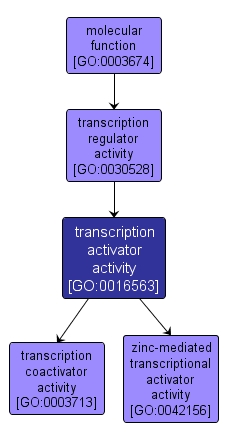 GO:0016563 - transcription activator activity (interactive image map)