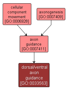 GO:0033563 - dorsal/ventral axon guidance (interactive image map)