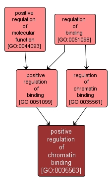 GO:0035563 - positive regulation of chromatin binding (interactive image map)