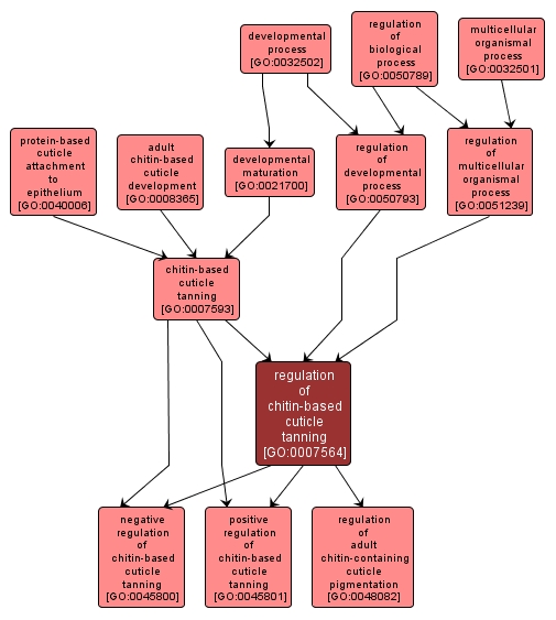 GO:0007564 - regulation of chitin-based cuticle tanning (interactive image map)