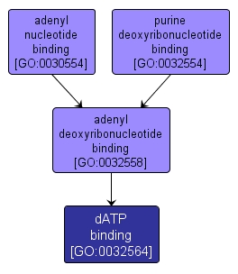 GO:0032564 - dATP binding (interactive image map)