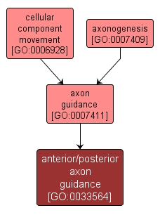 GO:0033564 - anterior/posterior axon guidance (interactive image map)