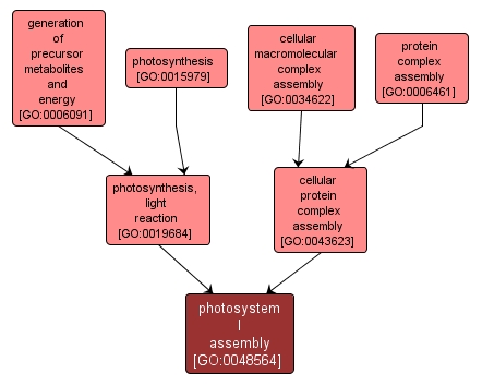 GO:0048564 - photosystem I assembly (interactive image map)