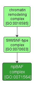 GO:0071564 - npBAF complex (interactive image map)