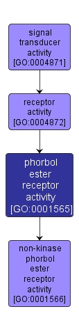 GO:0001565 - phorbol ester receptor activity (interactive image map)