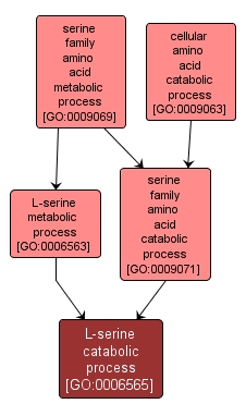 GO:0006565 - L-serine catabolic process (interactive image map)