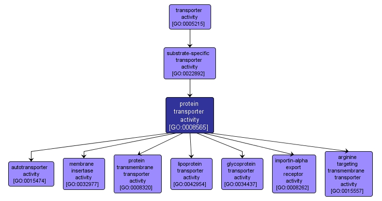 GO:0008565 - protein transporter activity (interactive image map)