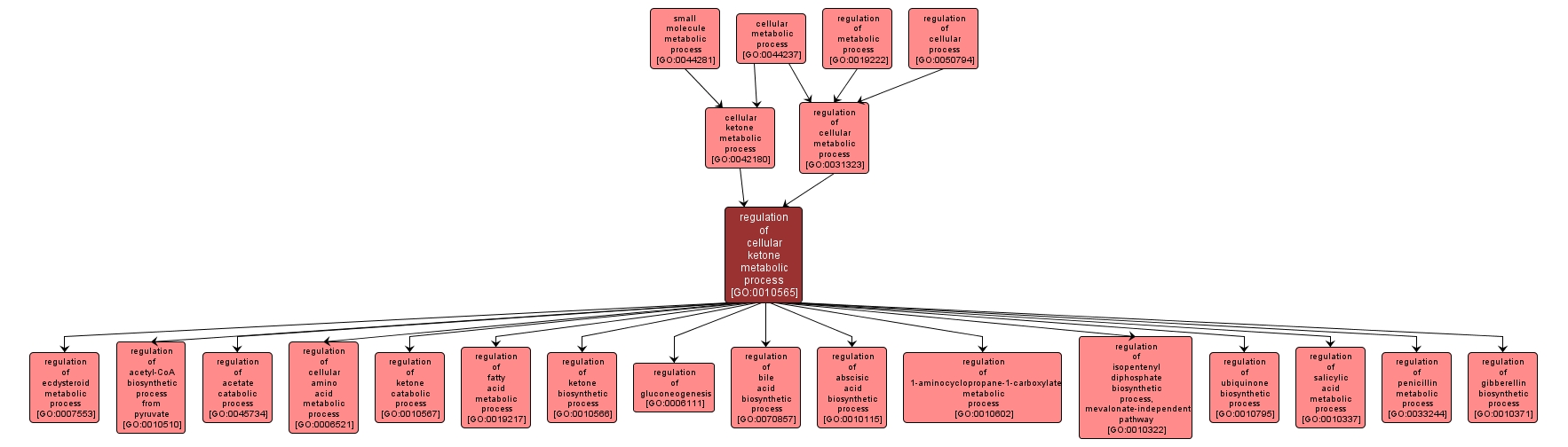 GO:0010565 - regulation of cellular ketone metabolic process (interactive image map)