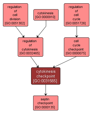 GO:0031565 - cytokinesis checkpoint (interactive image map)